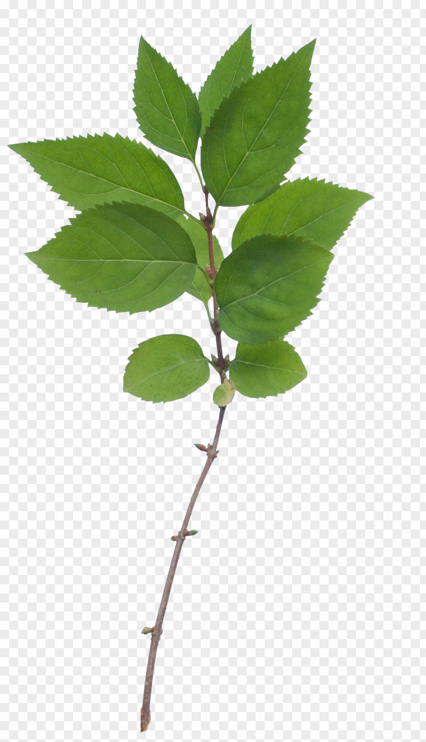 Branch Tree Leaf Clip Art PNG