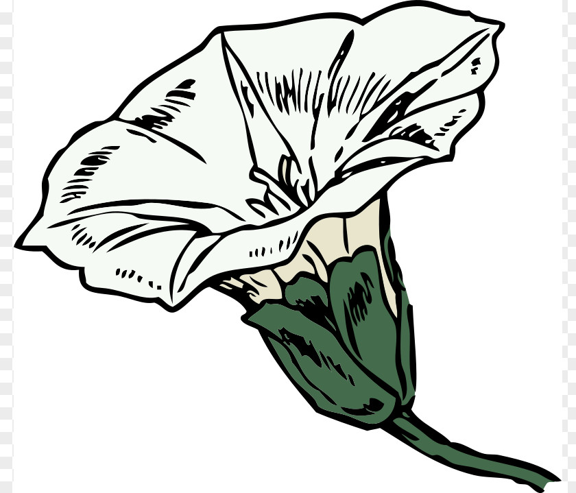 Picu Cliparts Lonicera Ciliosa Coloring Book Flower Plant Clip Art PNG