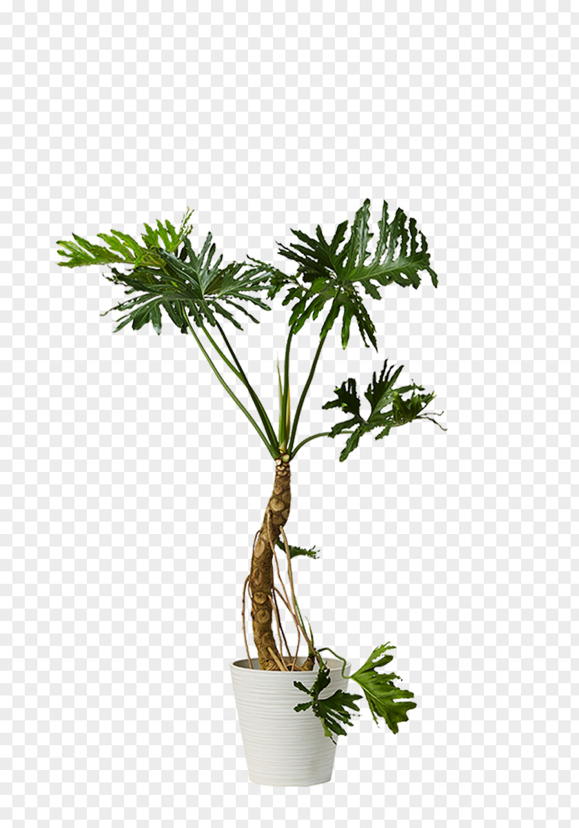 Plant Arecaceae Houseplant Philodendron Dracaena Reflexa Flowerpot PNG