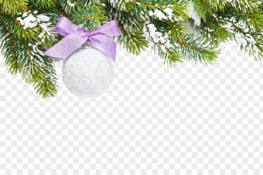 Plant Conifer Christmas Tree PNG