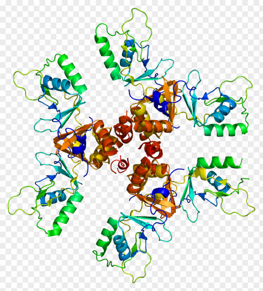 Protein CLCN5 Chloride Channel Gene Membrane Transport PNG