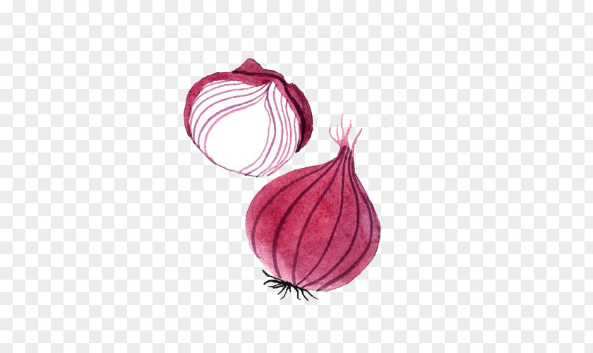 Simple Hand-painted Watercolor Small Fresh Onion Yellow Painting Drawing PNG