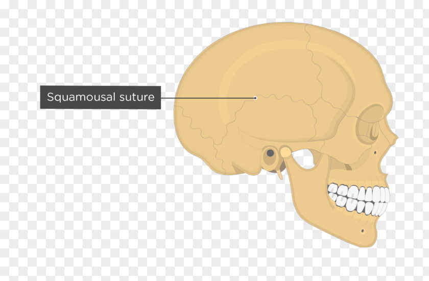 Skull Temporal Line Parietal Bone Lobe PNG
