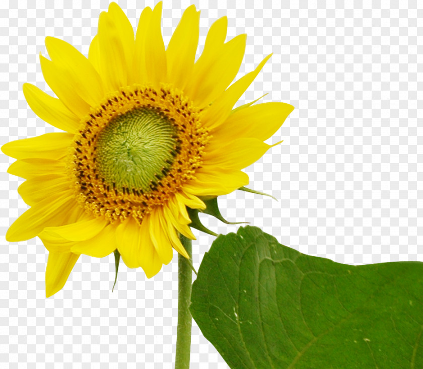 Sunflower Common Download PNG