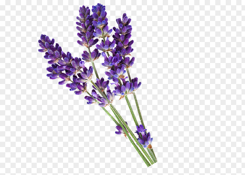 Lavender English Essential Oil PiperWai Cosmetics PNG