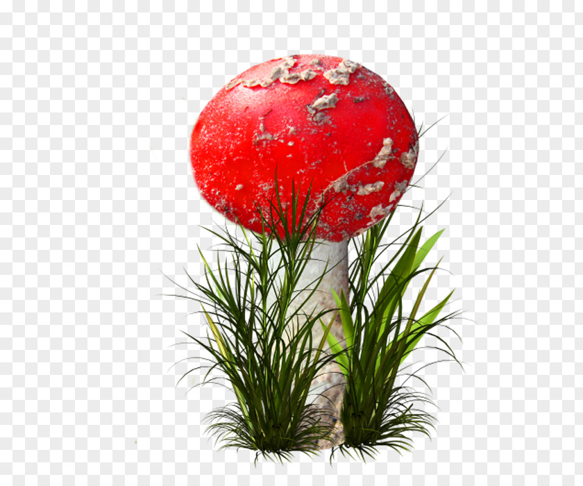 Mushroom Pictures Flower ICO Icon PNG