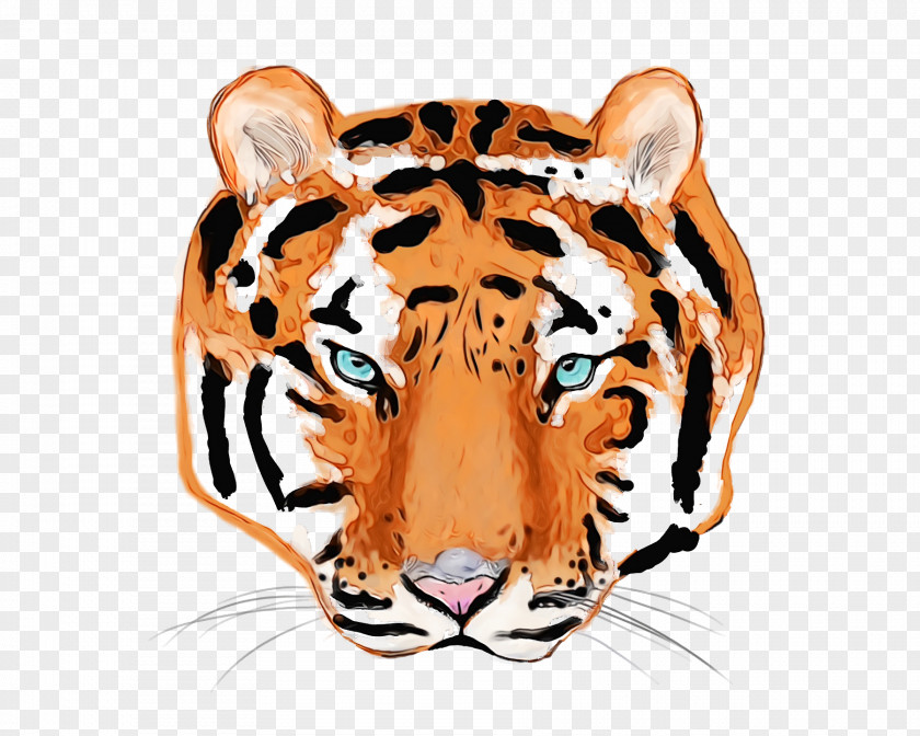 Tiger Whiskers Cat Snout Wildlife PNG