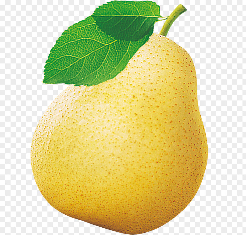 Watery Pear Asian Citron Lemon Fruit PNG