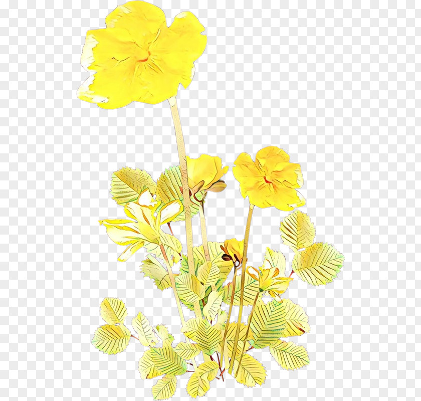 Wildflower Pedicel Yellow Flower Plant Stem Petal PNG