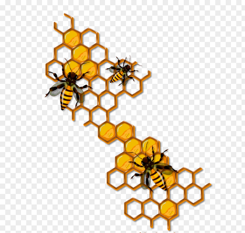 Bee Honeycomb Insect Clip Art PNG