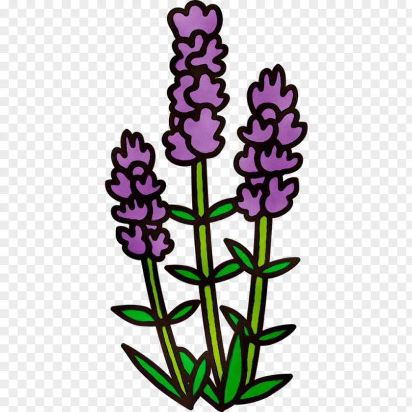 English Lavender Plant Stem Cut Flowers Purple Clip Art PNG