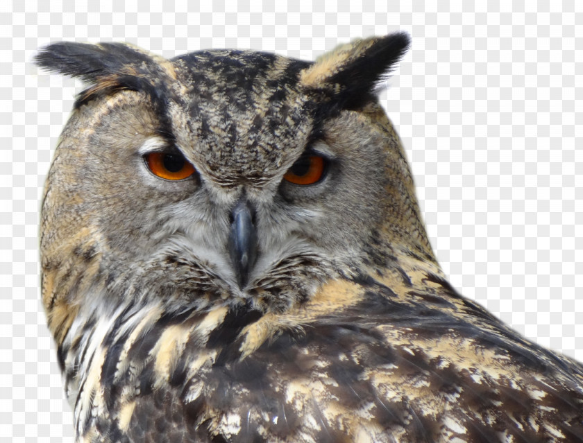 Giant Scops Owl Snowy Bird Great Horned PNG