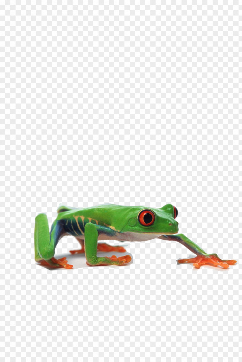 Green Frog Edible Grenouille Verte PNG