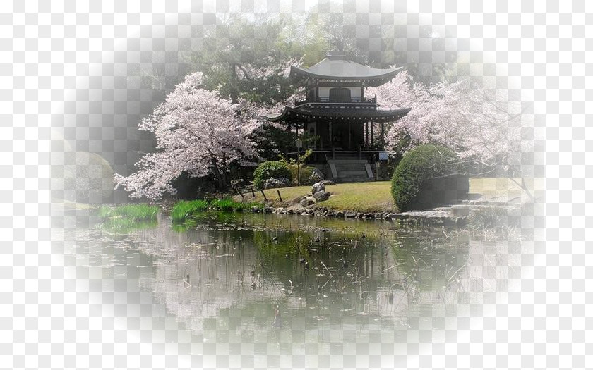 Japan Japanese Cuisine Spring Hanami Cherry Blossom PNG