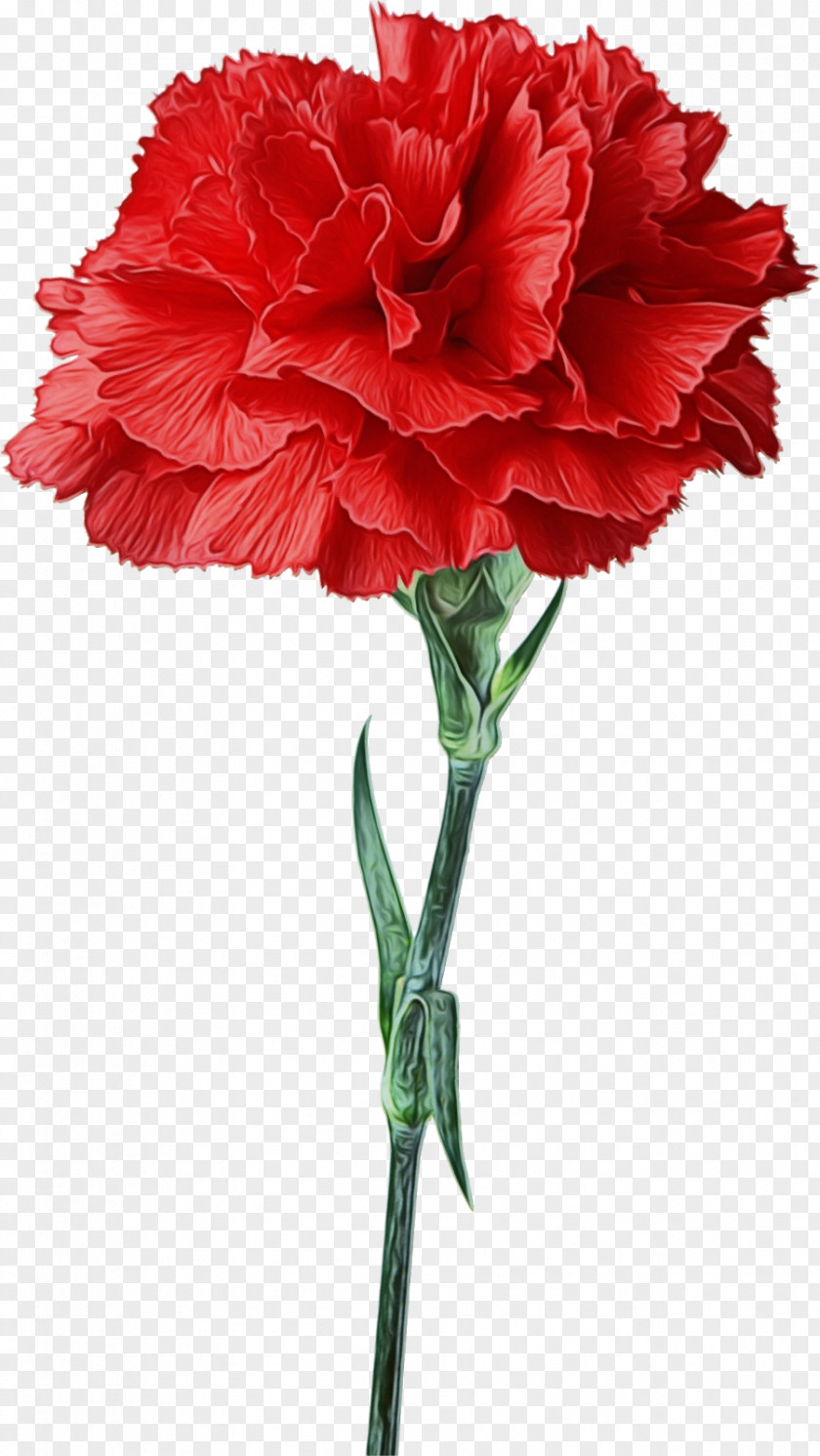 Pink Family Dianthus Flower Cut Flowers Plant Carnation Red PNG