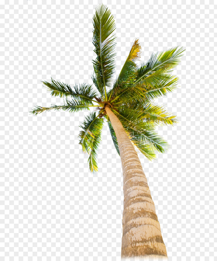 Roystonea Sabal Palmetto Palm Tree PNG