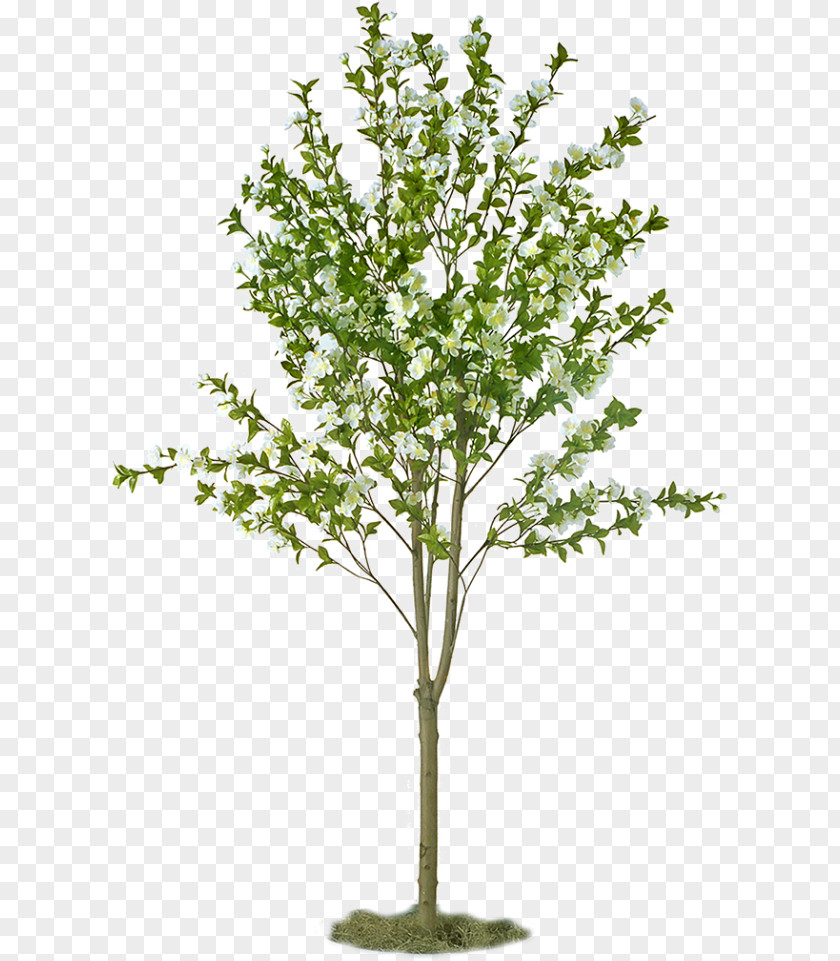 Tree Fruit Apple Sowing Plant PNG
