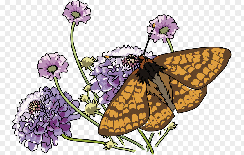 Butterfly Monarch Flower Marsh Fritillary Insect PNG