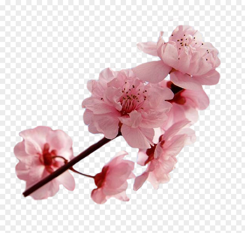 Cherry Blossom National Festival Cerasus PNG