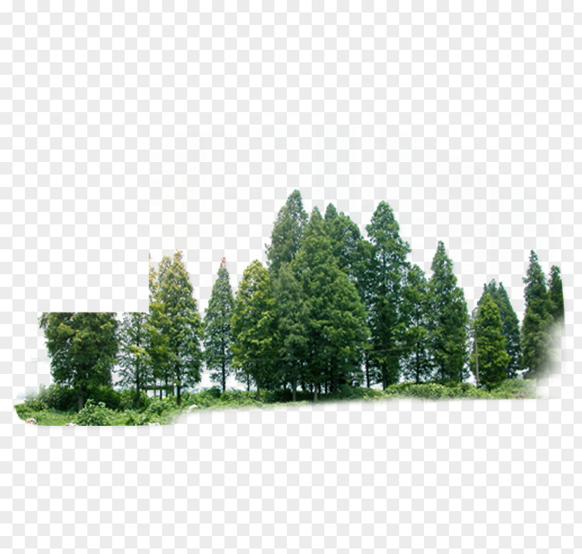 Forest Tree Green PNG