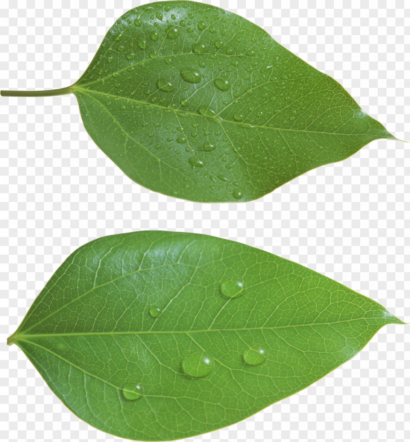 Green Leaf Desktop Wallpaper Image Resolution PNG