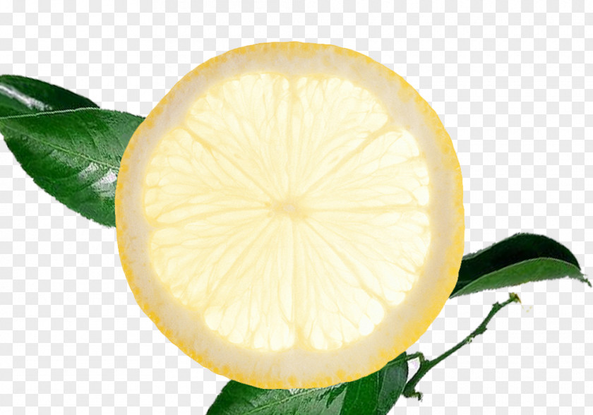 Lemon Slice With Leaves Creative Perspective Leaf Euclidean Vector Computer File PNG