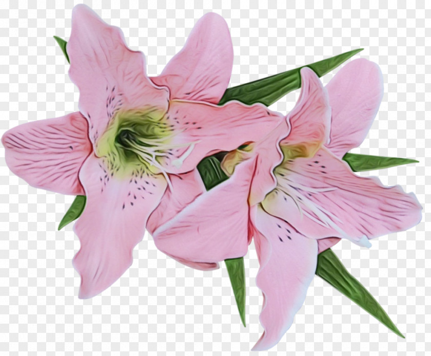 Madonna Lily Flower Drawing Easter Calla PNG