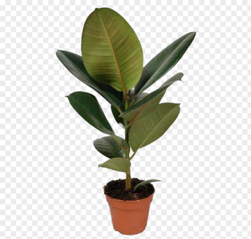 Plants Rubber Fig Houseplant Weeping Stock Photography PNG