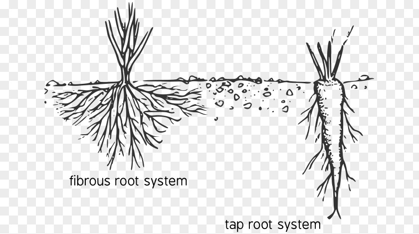 Root Of The Plant Fibrous System Taproot Diagram PNG