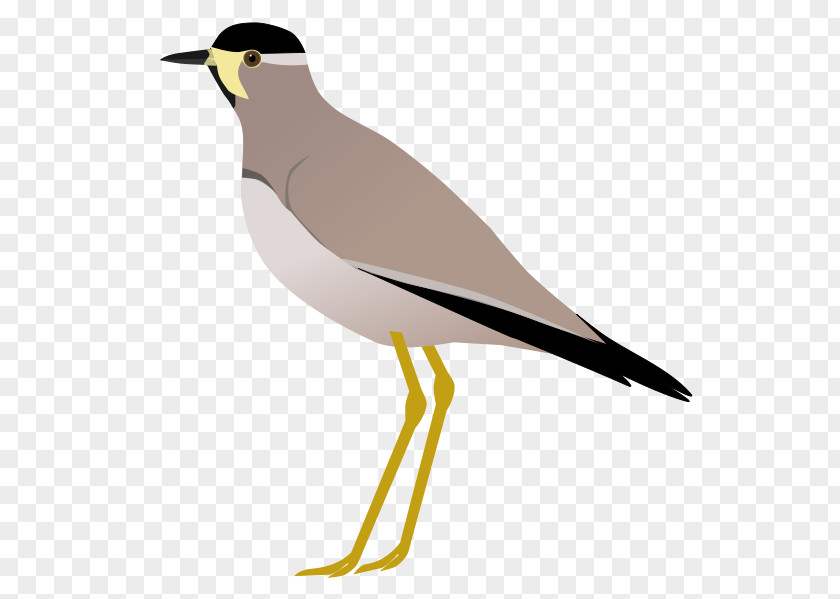 Bird Wader Seabird Beak Water PNG