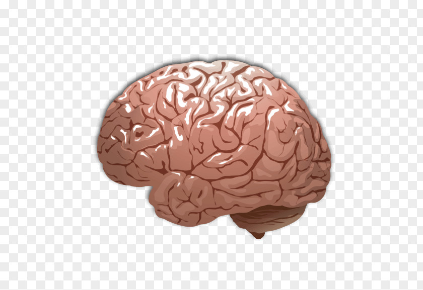 Brain Human Color PNG
