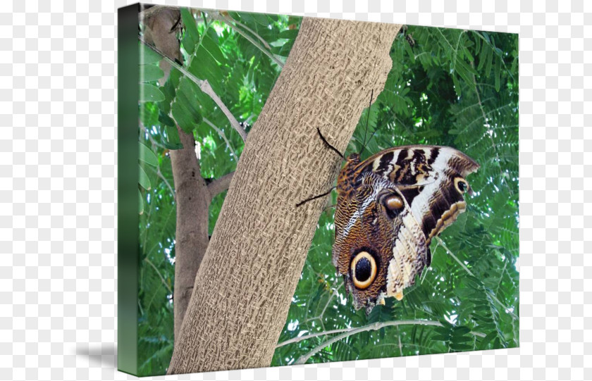 Butterfly Brush-footed Butterflies Moth Wildlife PNG