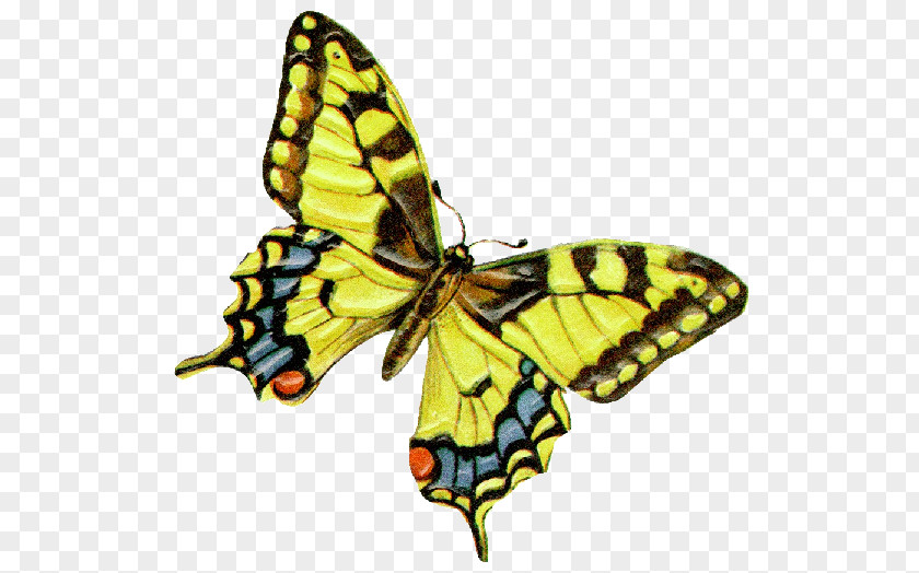 Butterfly Swallowtail Papilio Machaon Clip Art PNG