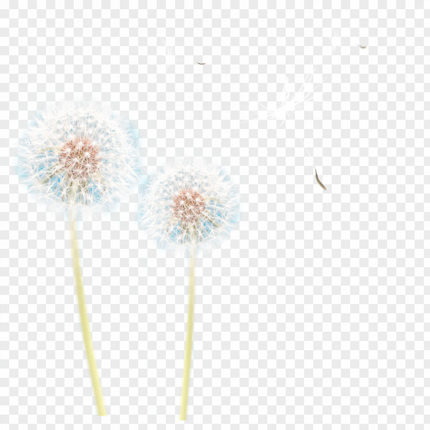 Dandelion Petal Pattern PNG
