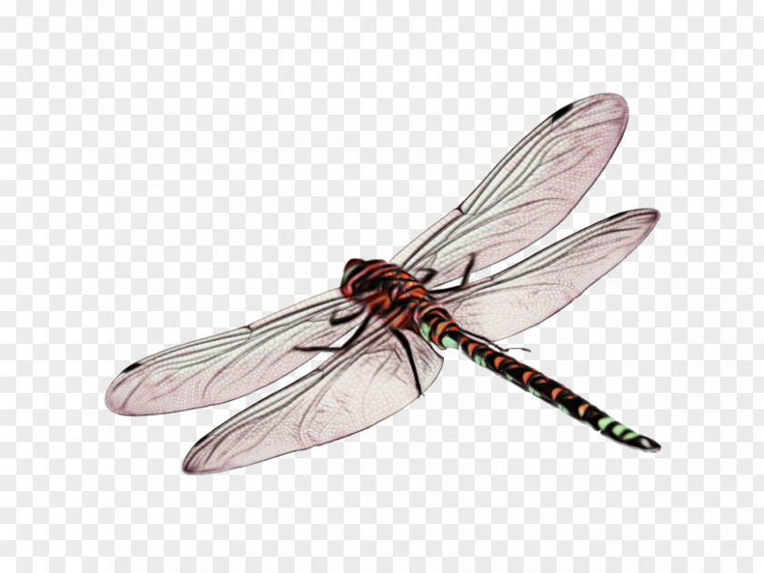 Fly Pest Dragonfly Insect PNG