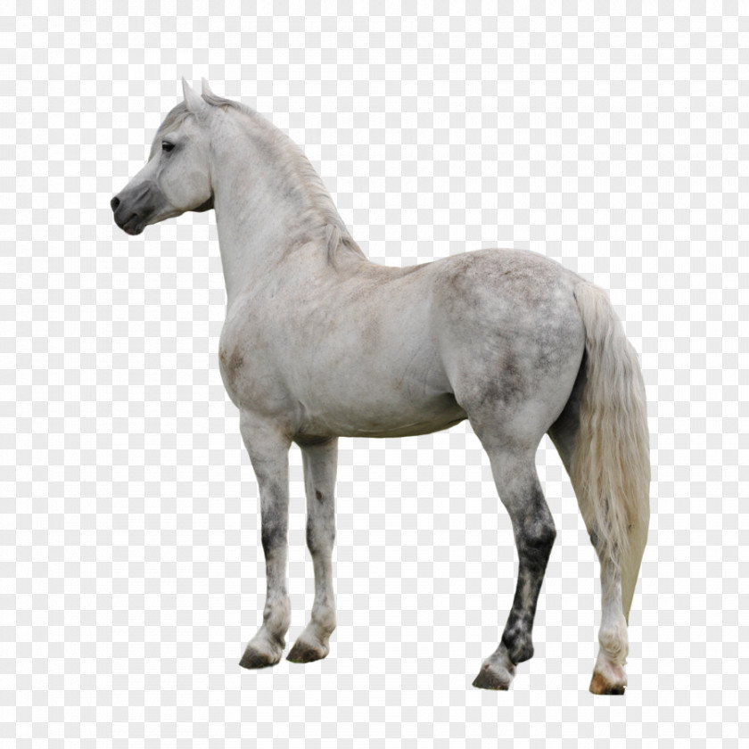 Horse Clipart Arabian Appaloosa American Paint Gray PNG