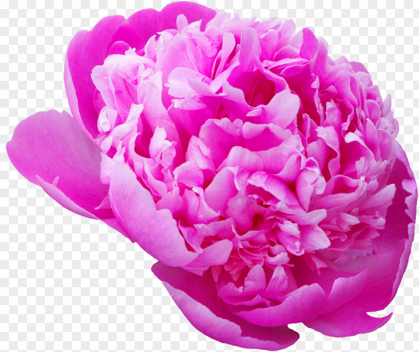 Peony Flower Desktop Wallpaper Photography Moutan PNG