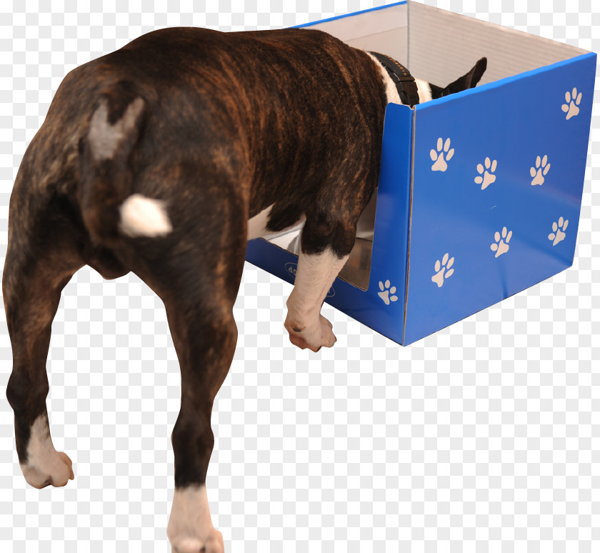 Puppy Boston Terrier Dog Breed Non-sporting Group (dog) PNG