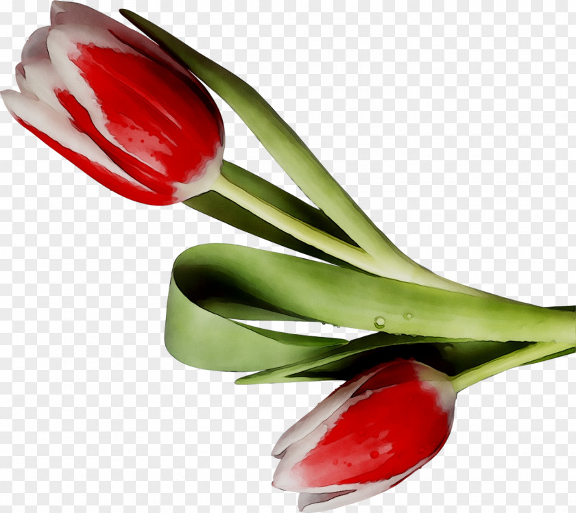 Tulip Plant Stem Bud Cut Flowers PNG