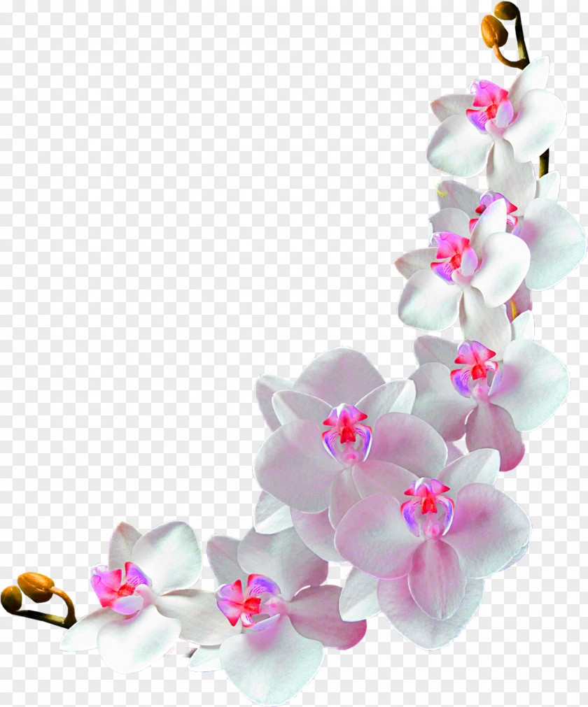 Cherry Blossom Branch Background PNG