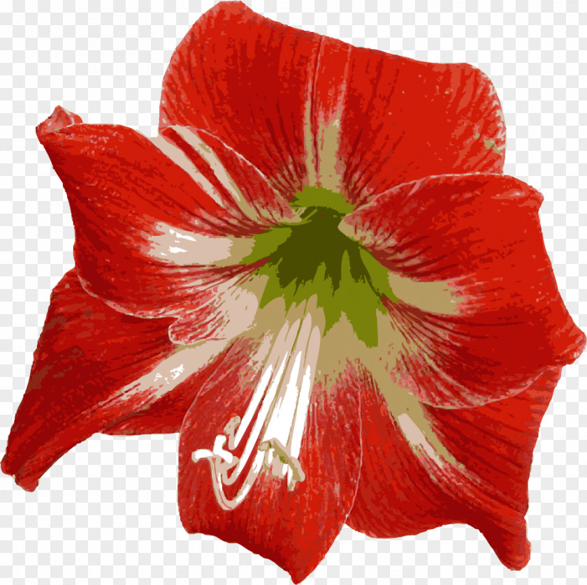 Flowers Real Amaryllis Jersey Lily Red Mallows Belladonna PNG
