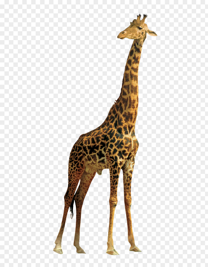 Giraff Northern Giraffe Masai Clip Art PNG