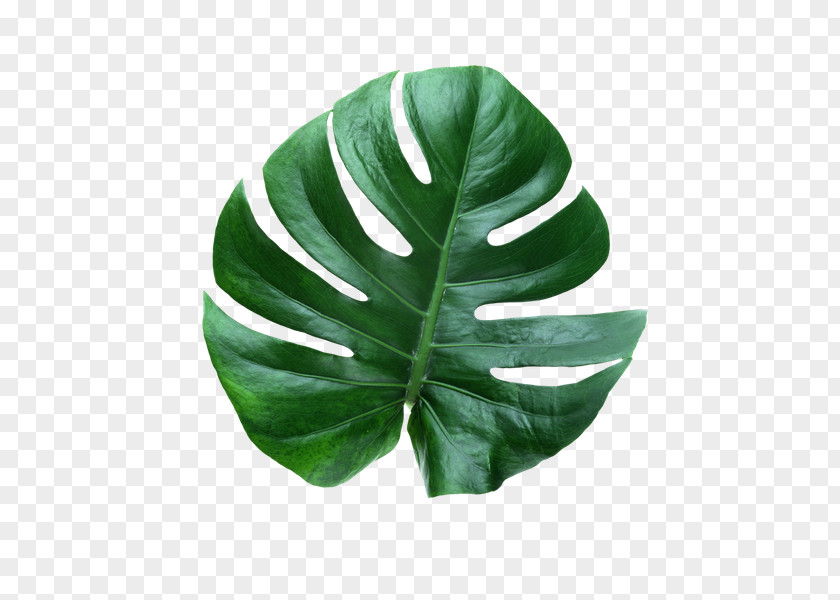 Leaf Swiss Cheese Plant Houseplant PNG