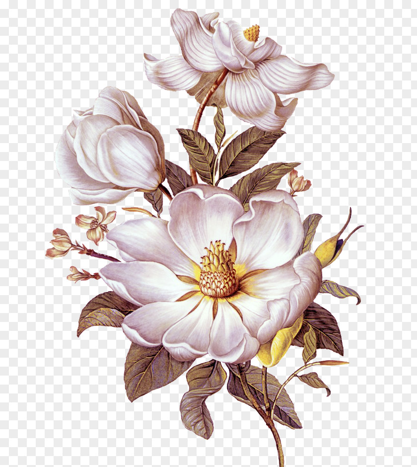 Camellia Oil Painting Vector Wall-clock Time Download PNG