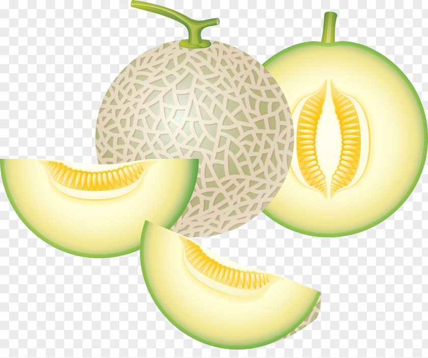 Melon Cantaloupe Honeydew Watermelon Clip Art PNG