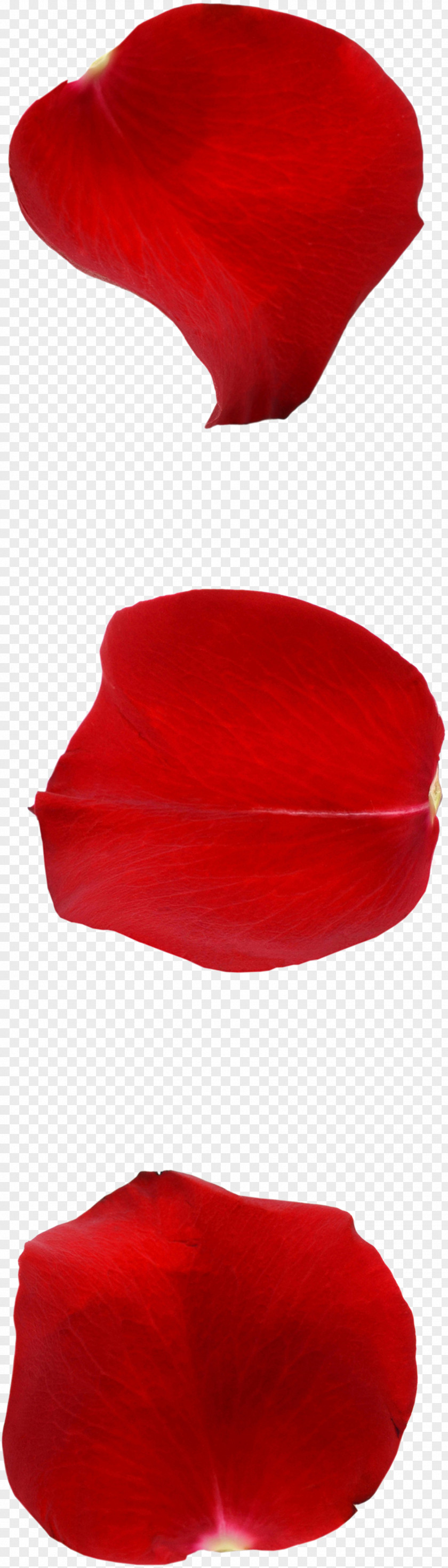 Valentine's Day Tanabata Rose Petals Petal Valentines Qixi Festival PNG