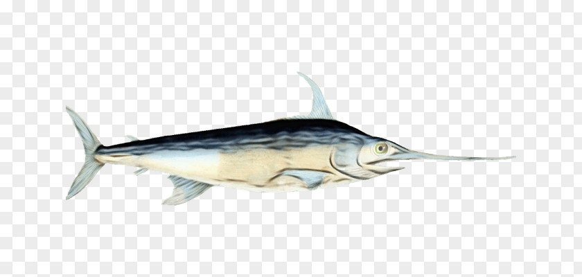 Bony Fishes Swordfish Tuna Oily Fish Sardine PNG