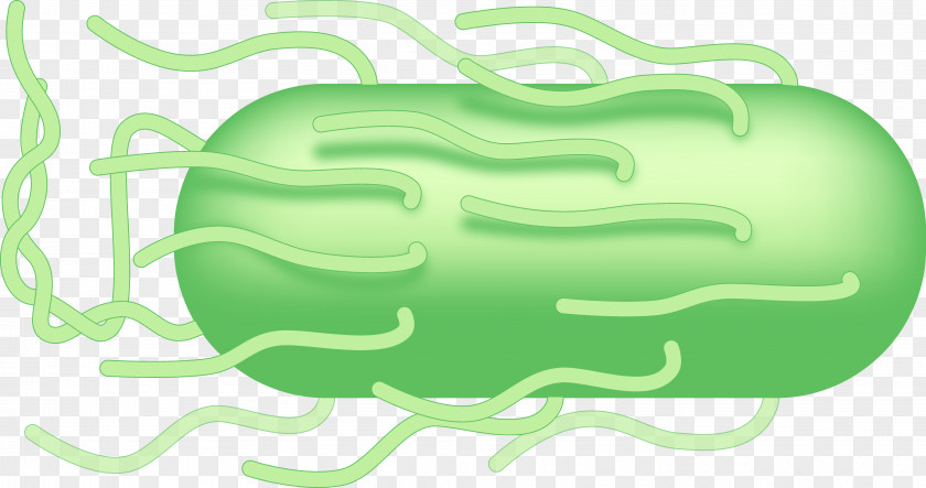 Design Green Clip Art PNG