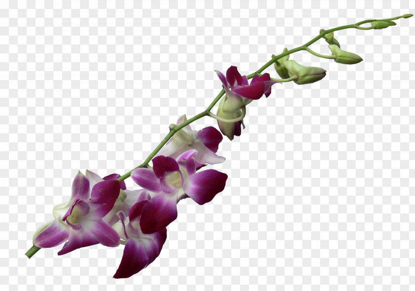 Flower Moth Orchids Cut Flowers Dendrobium PNG