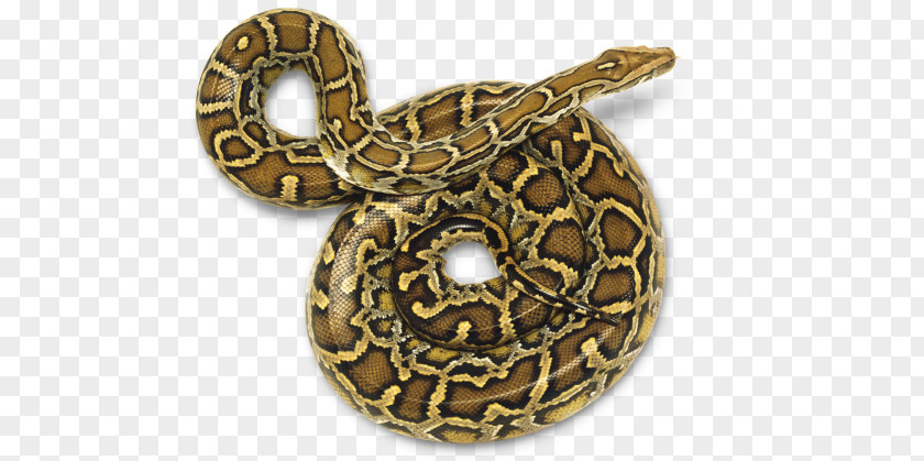 Pythonsnake Snake Burmese Python Molurus Reptile PNG